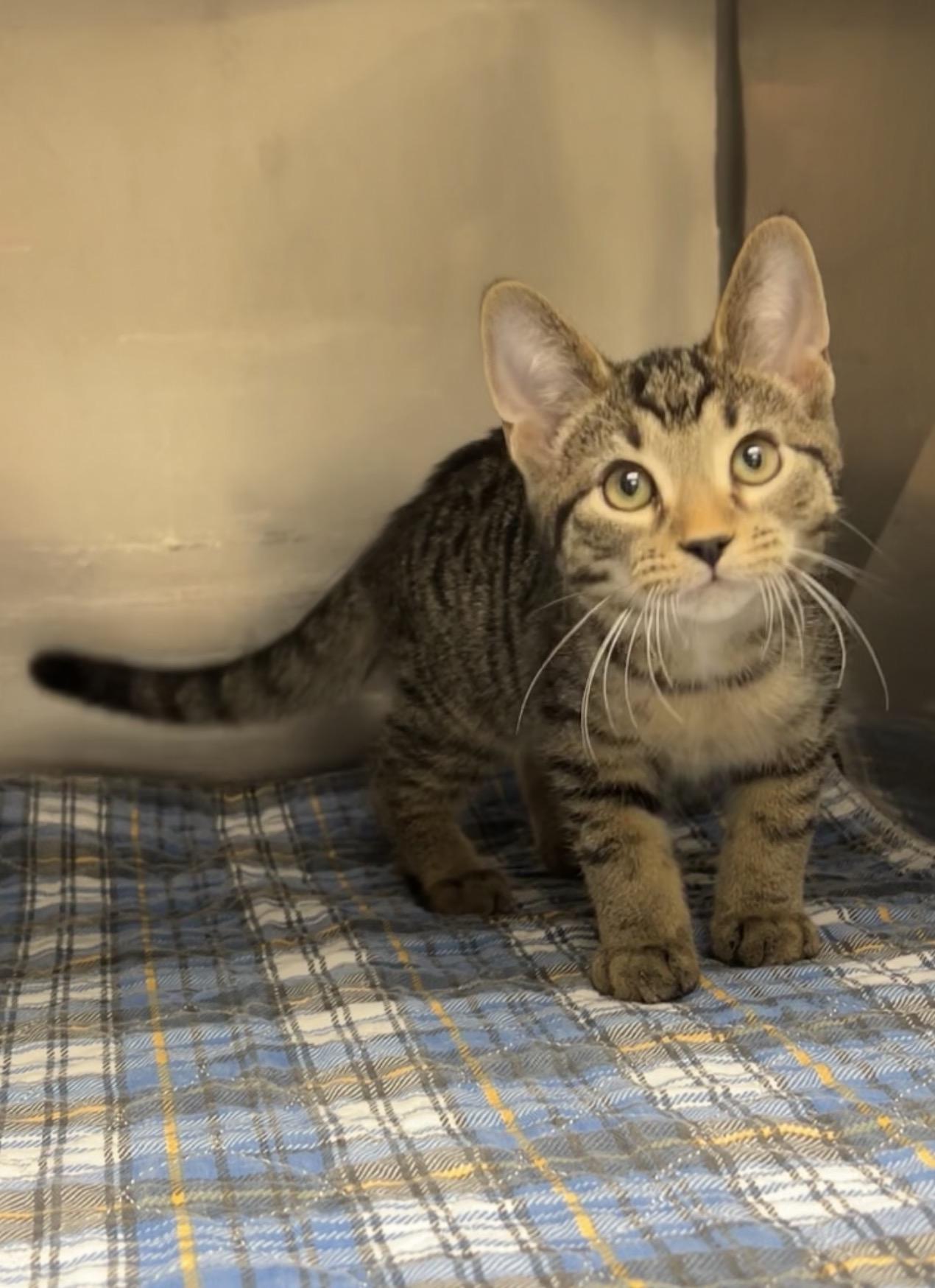 Hammer, Adoptable, Kitten Male Domestic Short Hair.