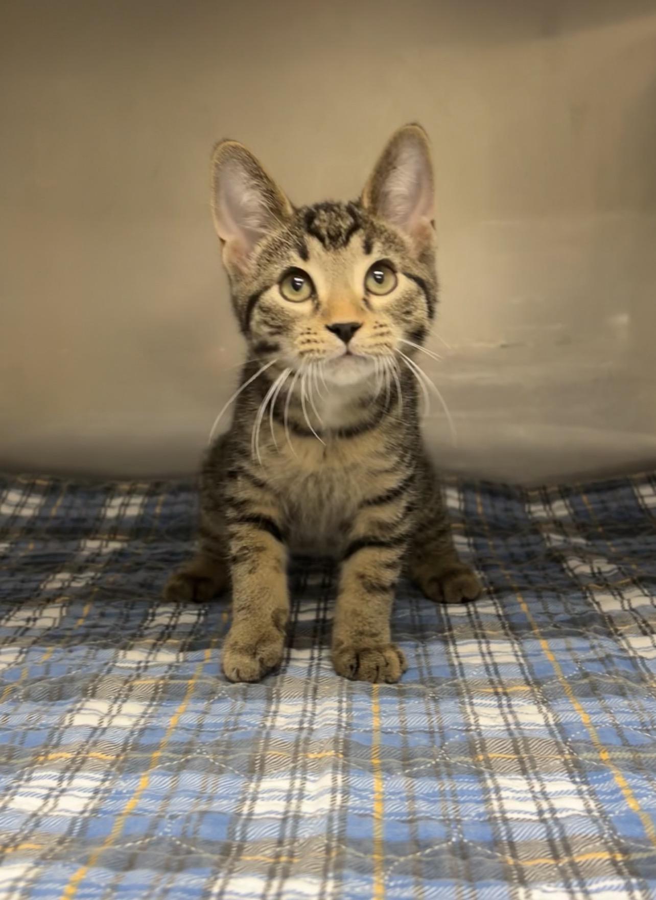 Hammer, a Adoptable Domestic Short Hair in Montville, NJ image 2/4