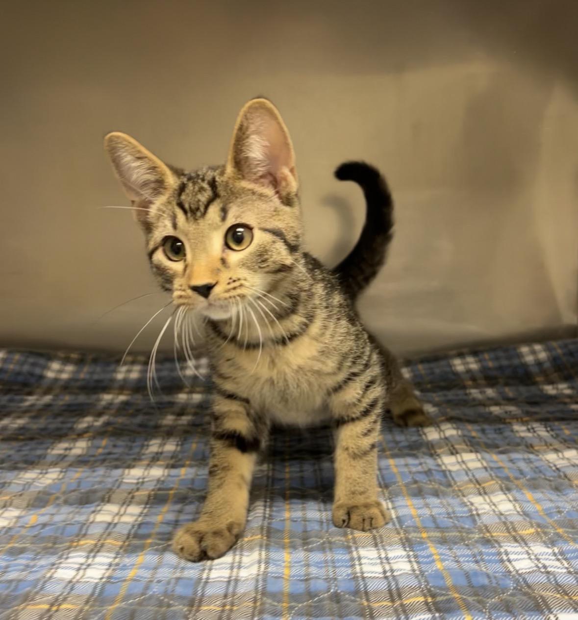 Hammer, a Adoptable Domestic Short Hair in Montville, NJ image 3/4