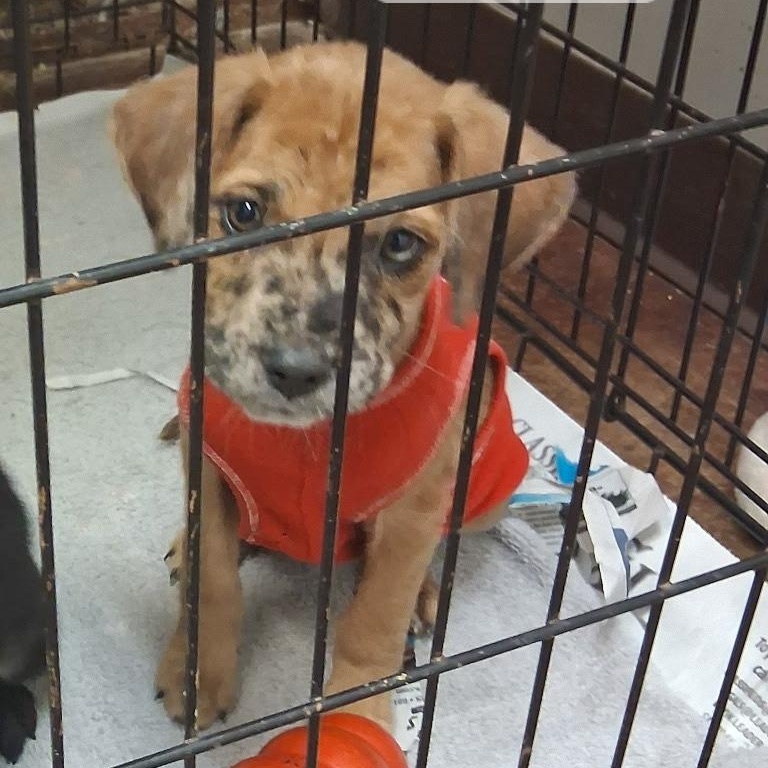 Myles, a Adoptable mixed breed in Tylertown, MS image 1/2