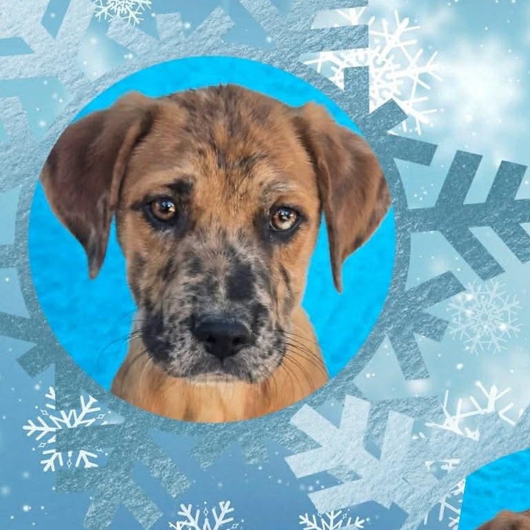Myles, Adoptable, Puppy Male Catahoula Leopard Dog & Labrador Retriever.