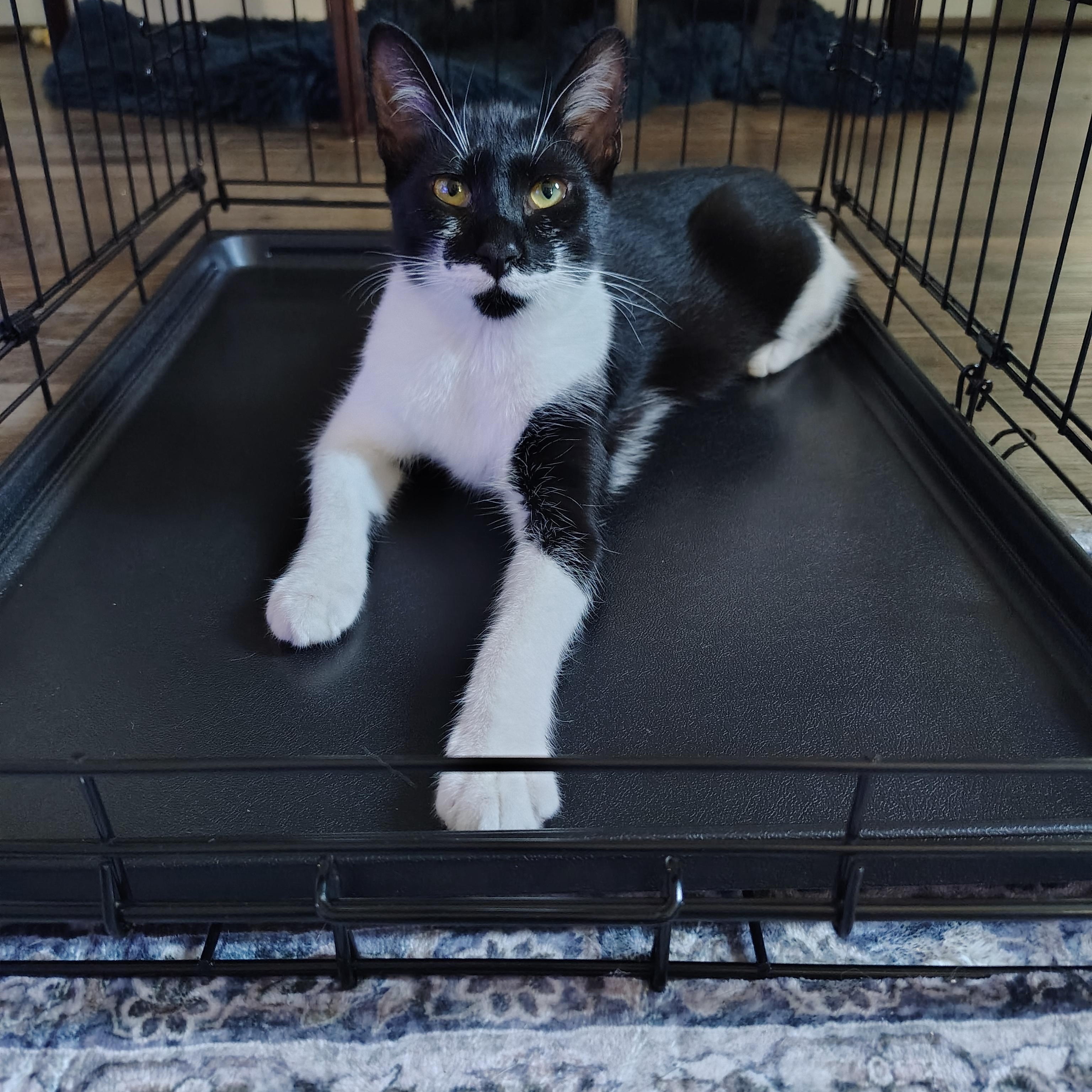 Nina, Adoptable, Young Female Domestic Short Hair.