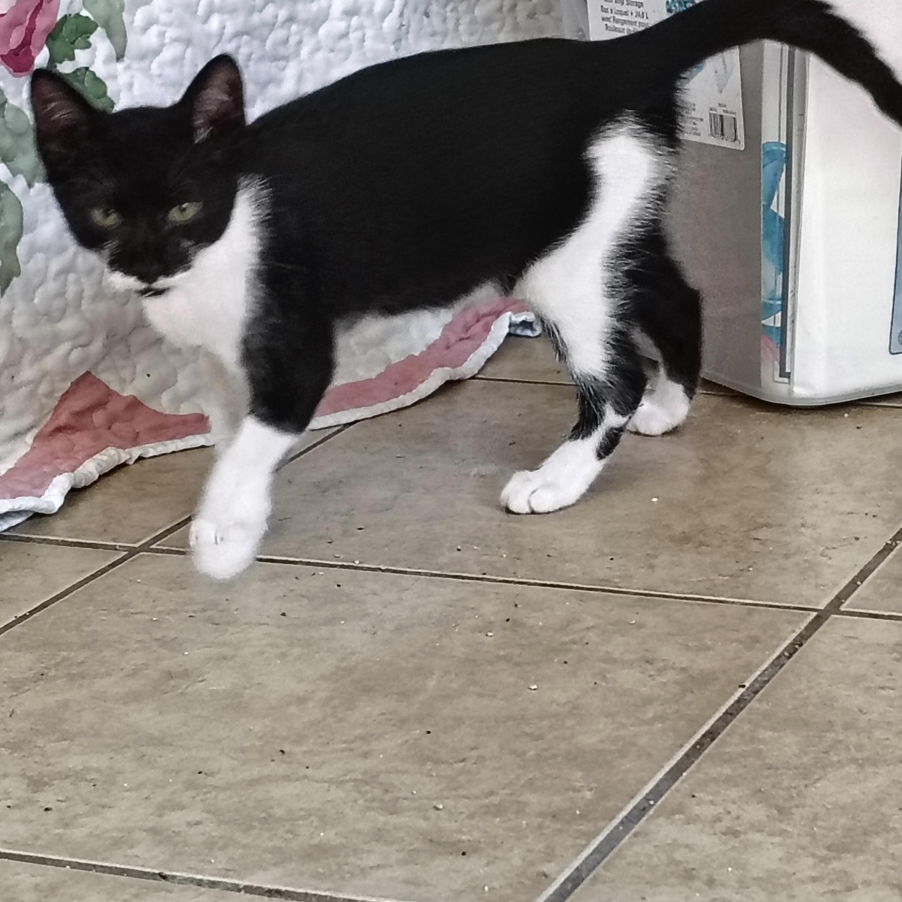 Enlarge Nina, a Adoptable Domestic Short Hair in Long Beach, CA image 2/3