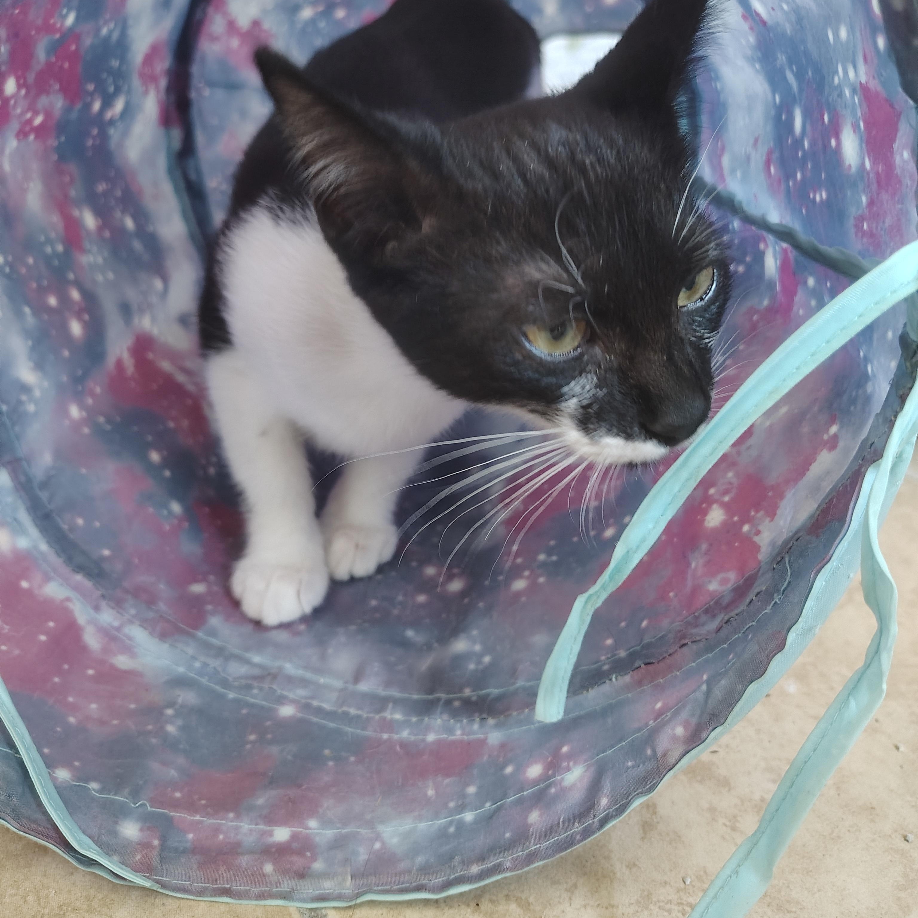 Enlarge Nina, a Adoptable Domestic Short Hair in Long Beach, CA image 3/3