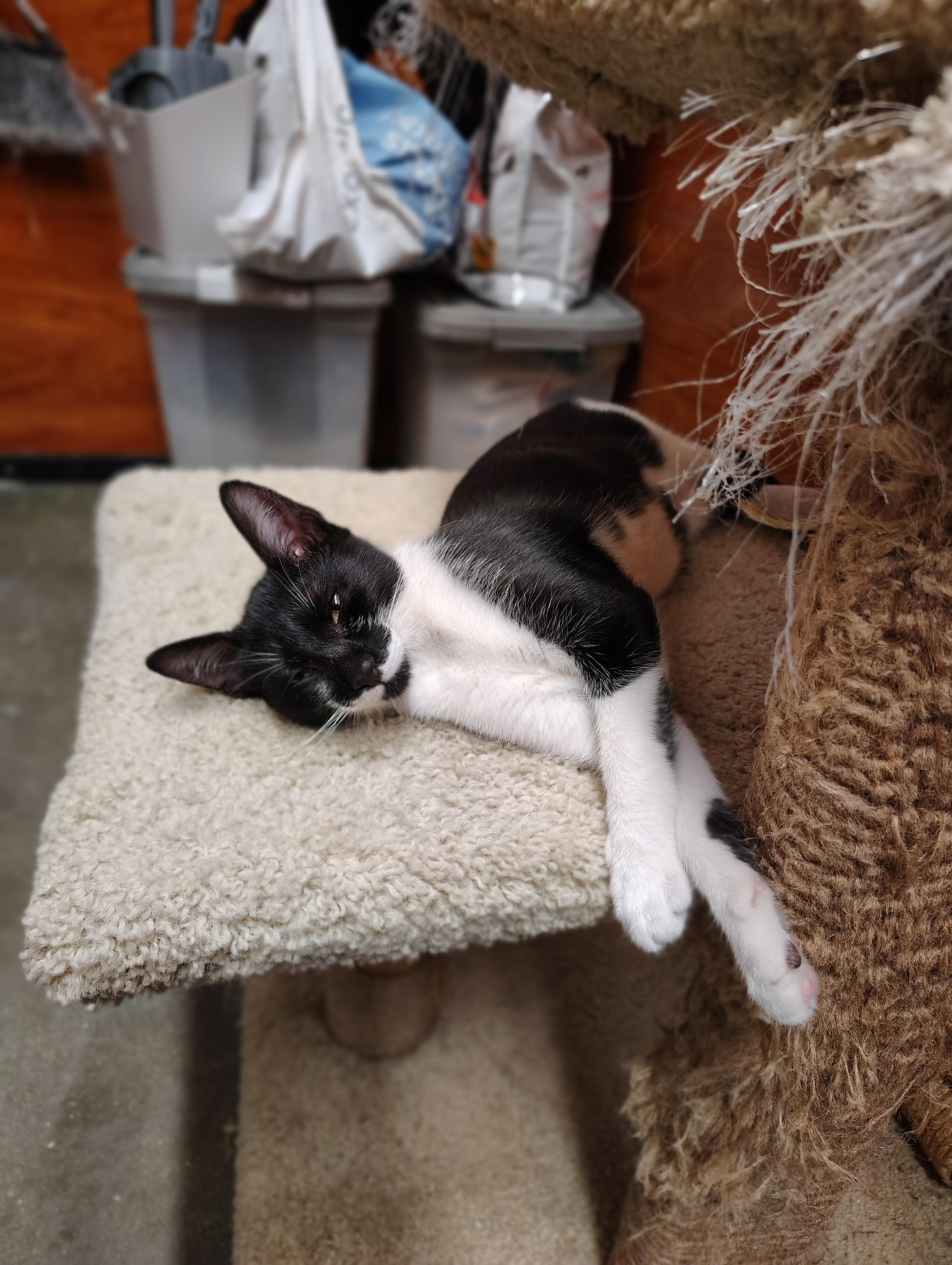 Nina, Adoptable, Young Female Domestic Short Hair.