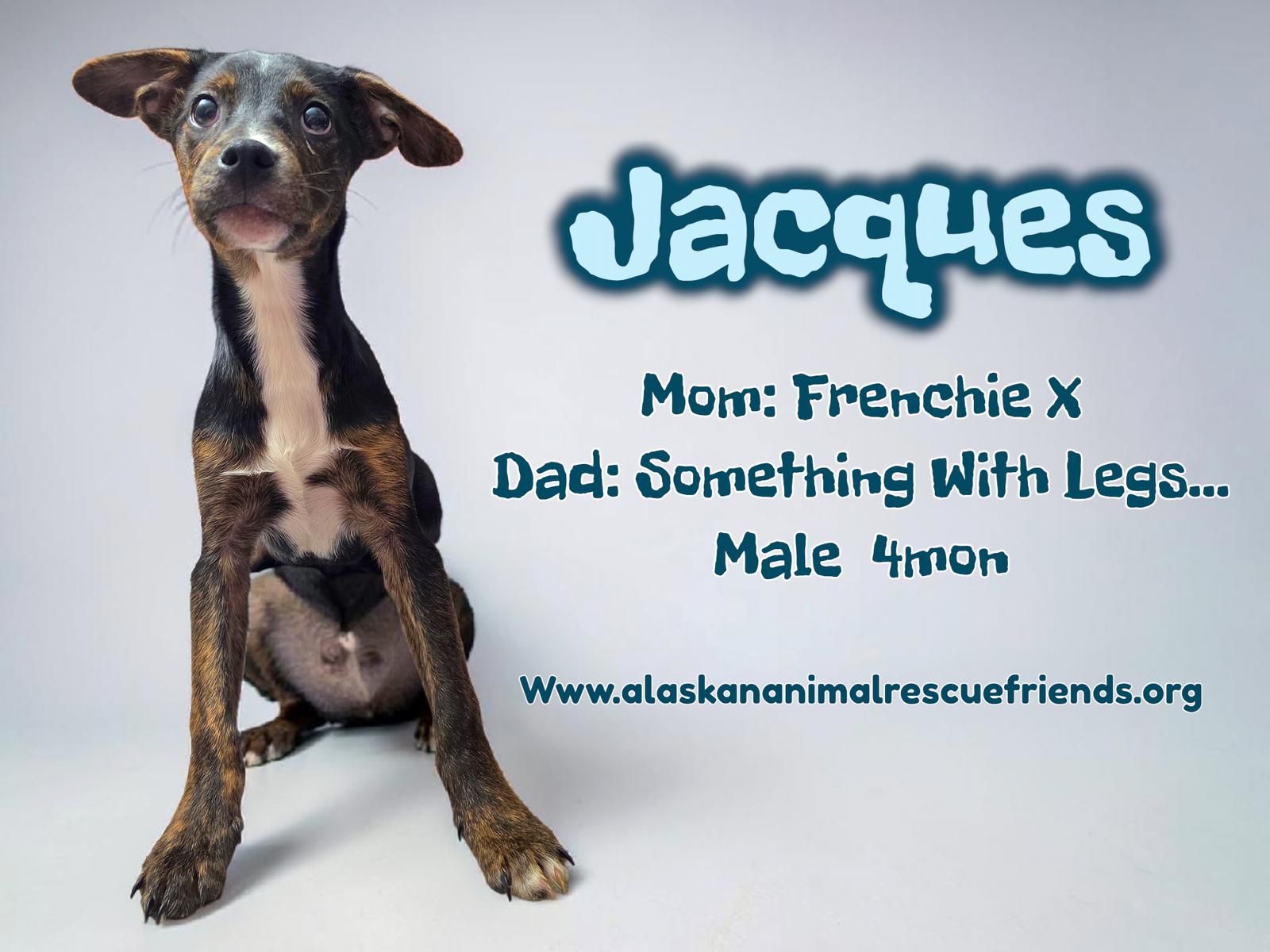 Enlarge Jacques, a Adoptable French Bulldog in Anchorage, AK image 1/1