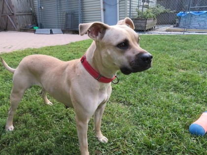 June Bug (curtesy post), a Adoptable mixed breed in Naperville, IL image 2/3