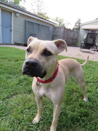 June Bug (curtesy post), a Adoptable mixed breed in Naperville, IL image 3/3