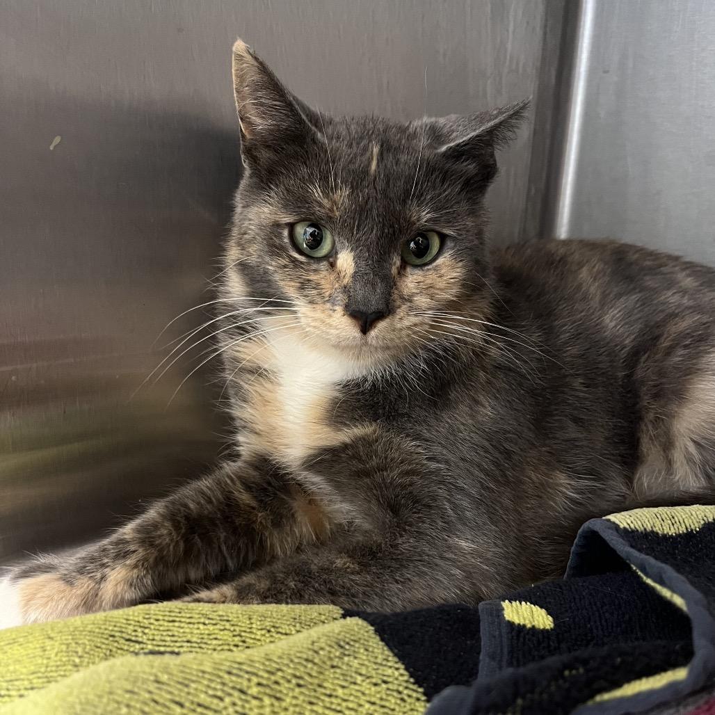 Sylvie, Adoptable, Young Female Domestic Short Hair & Domestic Short Hair.