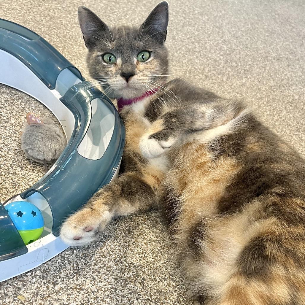 Enlarge Sylvie, a Adoptable mixed breed in Englewood, FL image 2/5