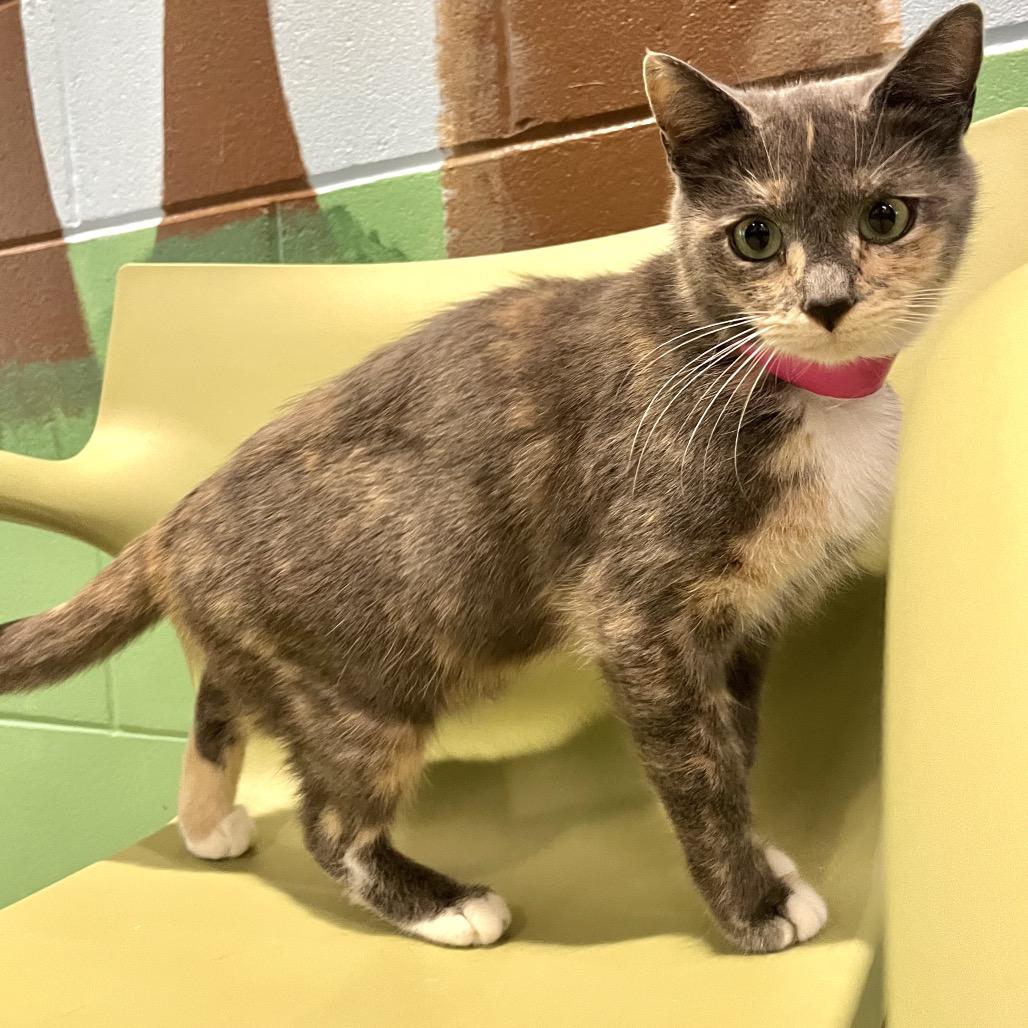 Enlarge Sylvie, a Adoptable mixed breed in Englewood, FL image 3/5