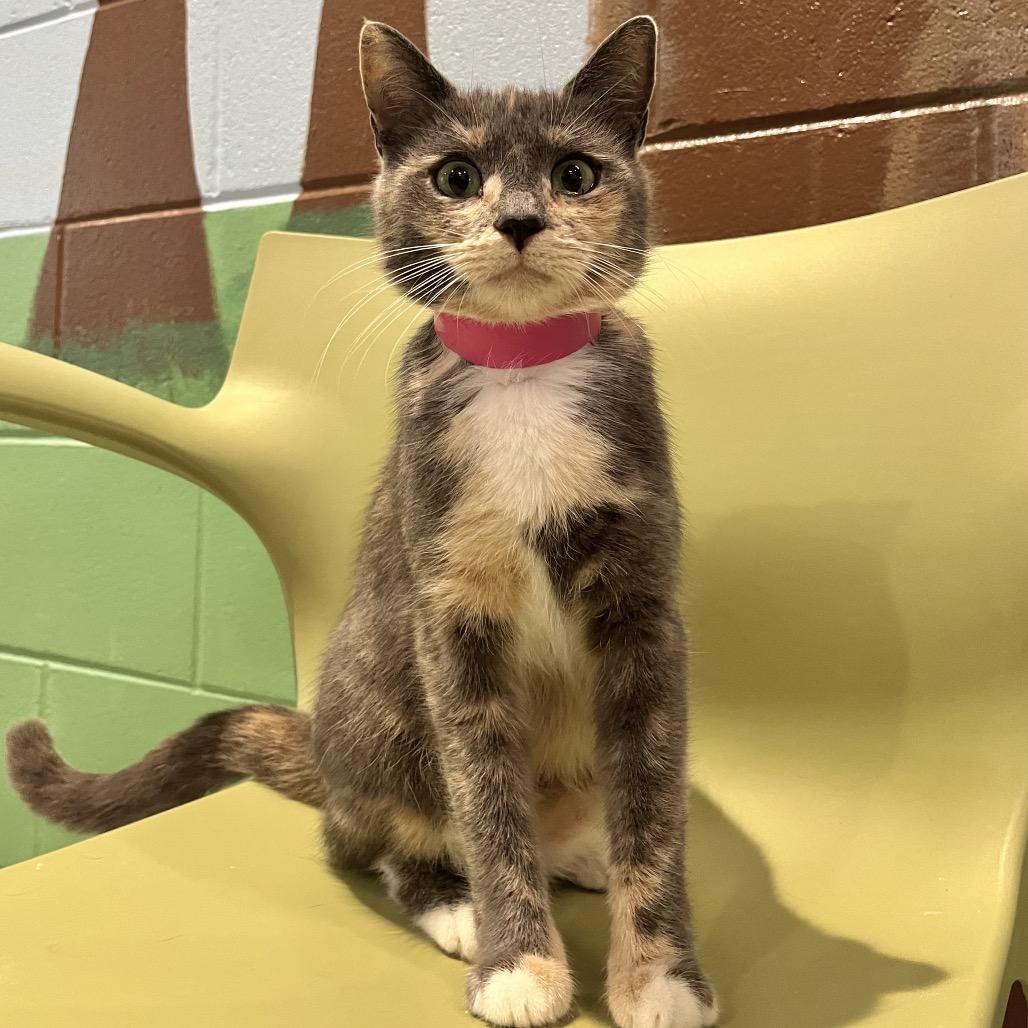 Enlarge Sylvie, a Adoptable mixed breed in Englewood, FL image 4/5