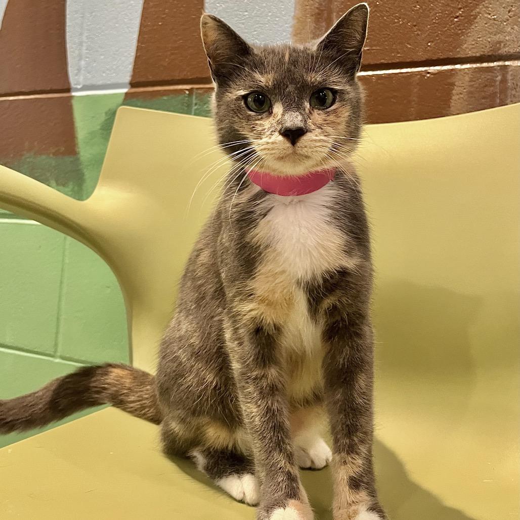 Enlarge Sylvie, a Adoptable mixed breed in Englewood, FL image 5/5