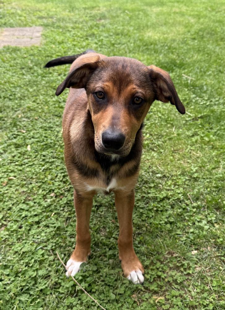 Enlarge Kobe, a Adoptable mixed breed in Loveland, OH image 1/5
