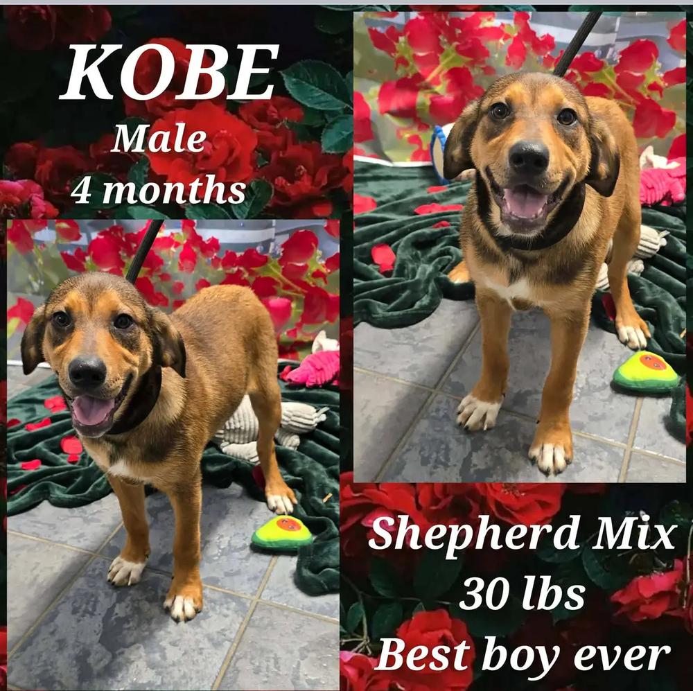 Enlarge Kobe, a Adoptable mixed breed in Loveland, OH image 2/5