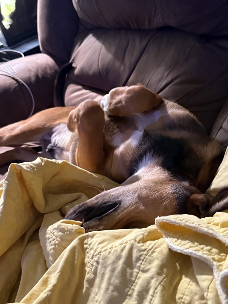 Enlarge Kobe, a Adoptable mixed breed in Loveland, OH image 3/5