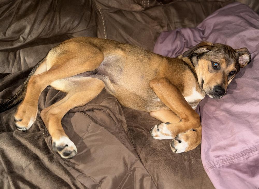 Enlarge Kobe, a Adoptable mixed breed in Loveland, OH image 4/5