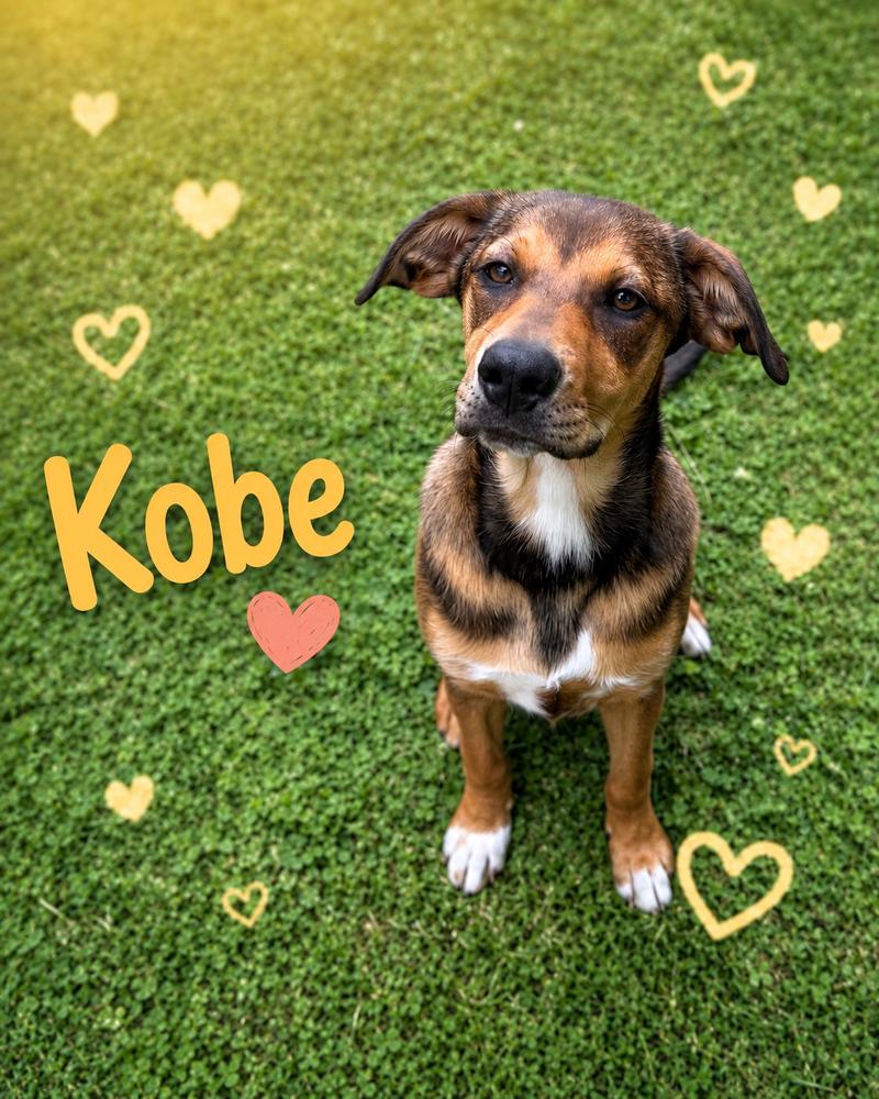 Enlarge Kobe, a Adoptable mixed breed in Loveland, OH image 5/5