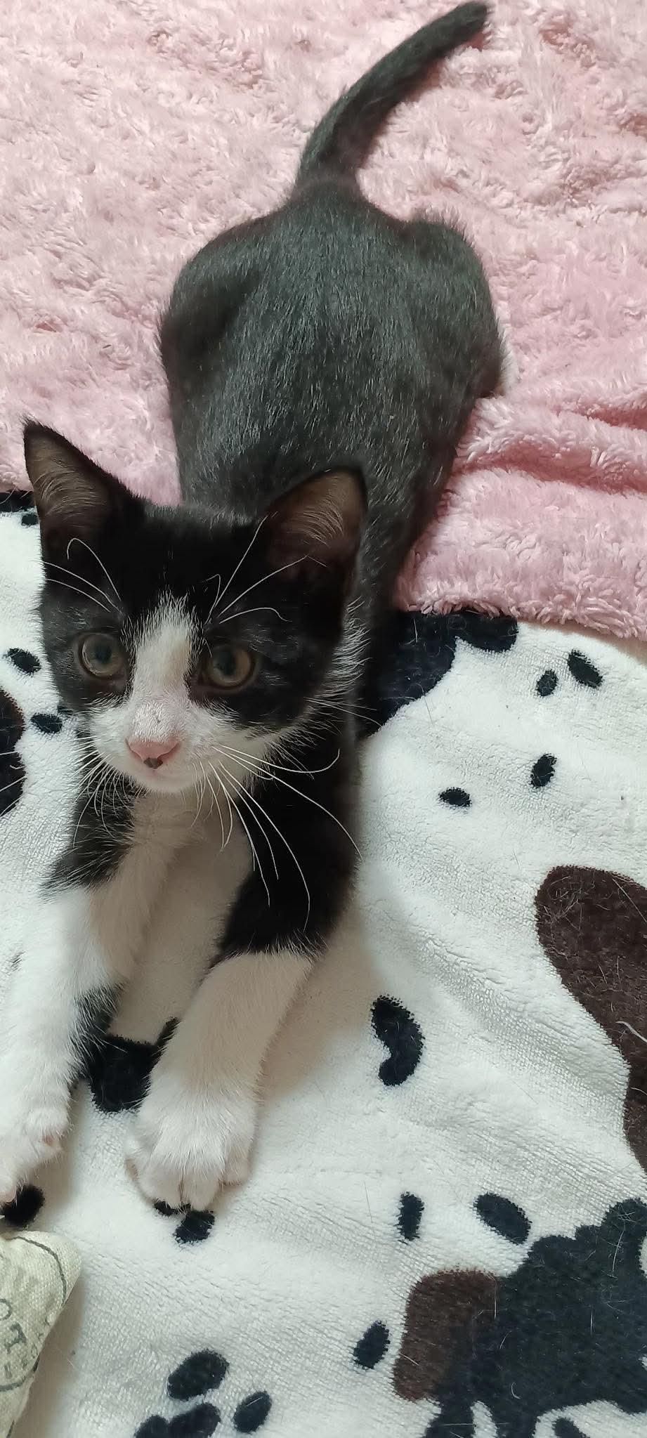 Al E Gator, Baby Male Domestic Short Hair