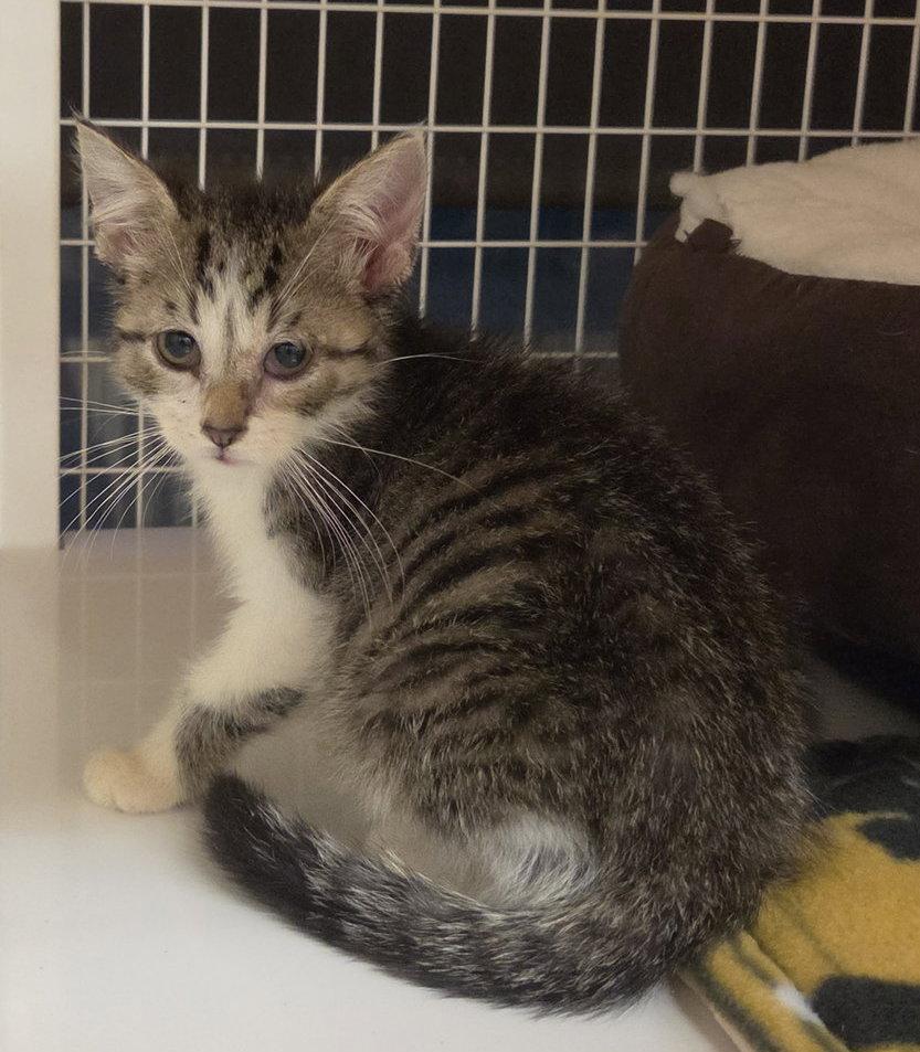 Moana (Available 10/09/26), Adoptable, Young Female Domestic Short Hair & Tabby.