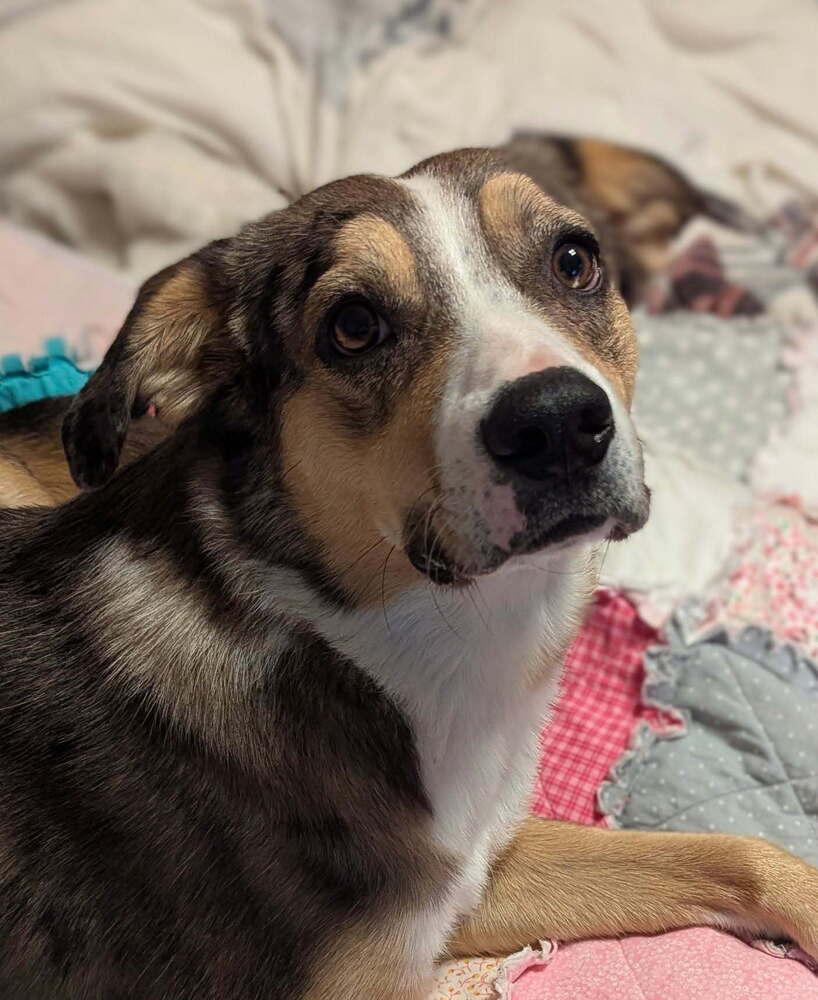 Enlarge Max, a Adoptable mixed breed in Sanger, TX image 1/4