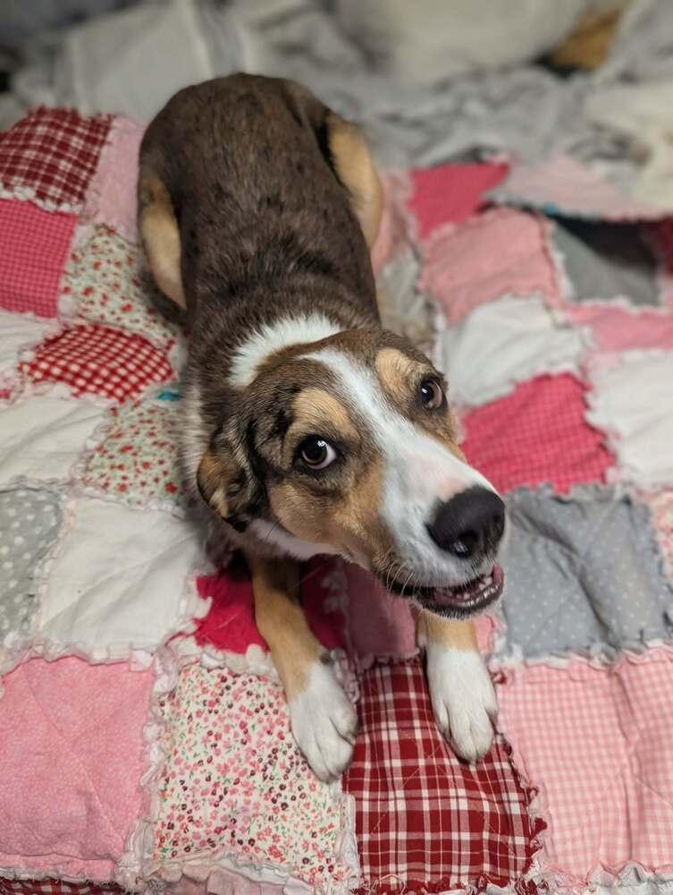 Enlarge Max, a Adoptable mixed breed in Sanger, TX image 2/4