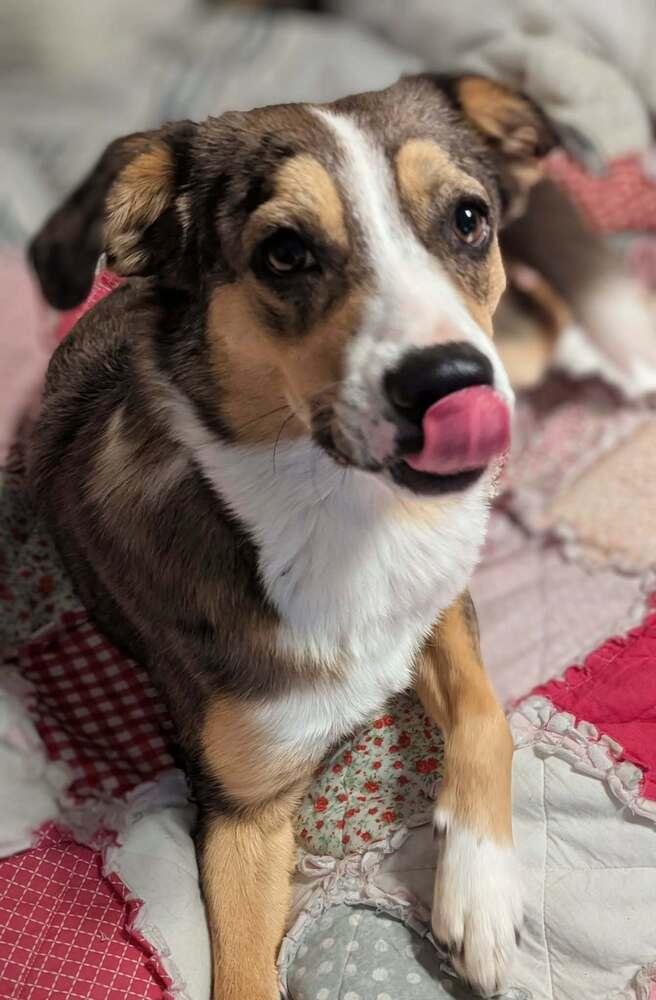 Enlarge Max, a Adoptable mixed breed in Sanger, TX image 4/4