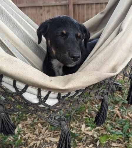 Bennie, a Adoptable mixed breed in Sullivan City, TX image 1/3
