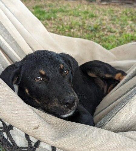 Bennie, a Adoptable mixed breed in Sullivan City, TX image 2/3