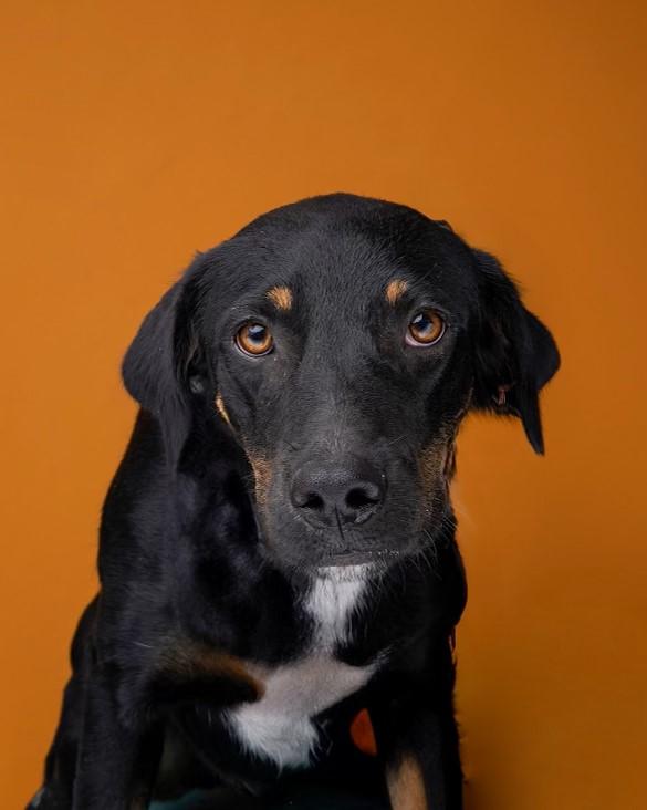 Bennie, a Adoptable mixed breed in Sullivan City, TX image 3/3