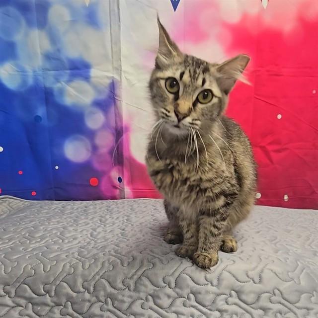 Enlarge ARTEMIS, a Adoptable Domestic Medium Hair in Wylie, TX image 1/1