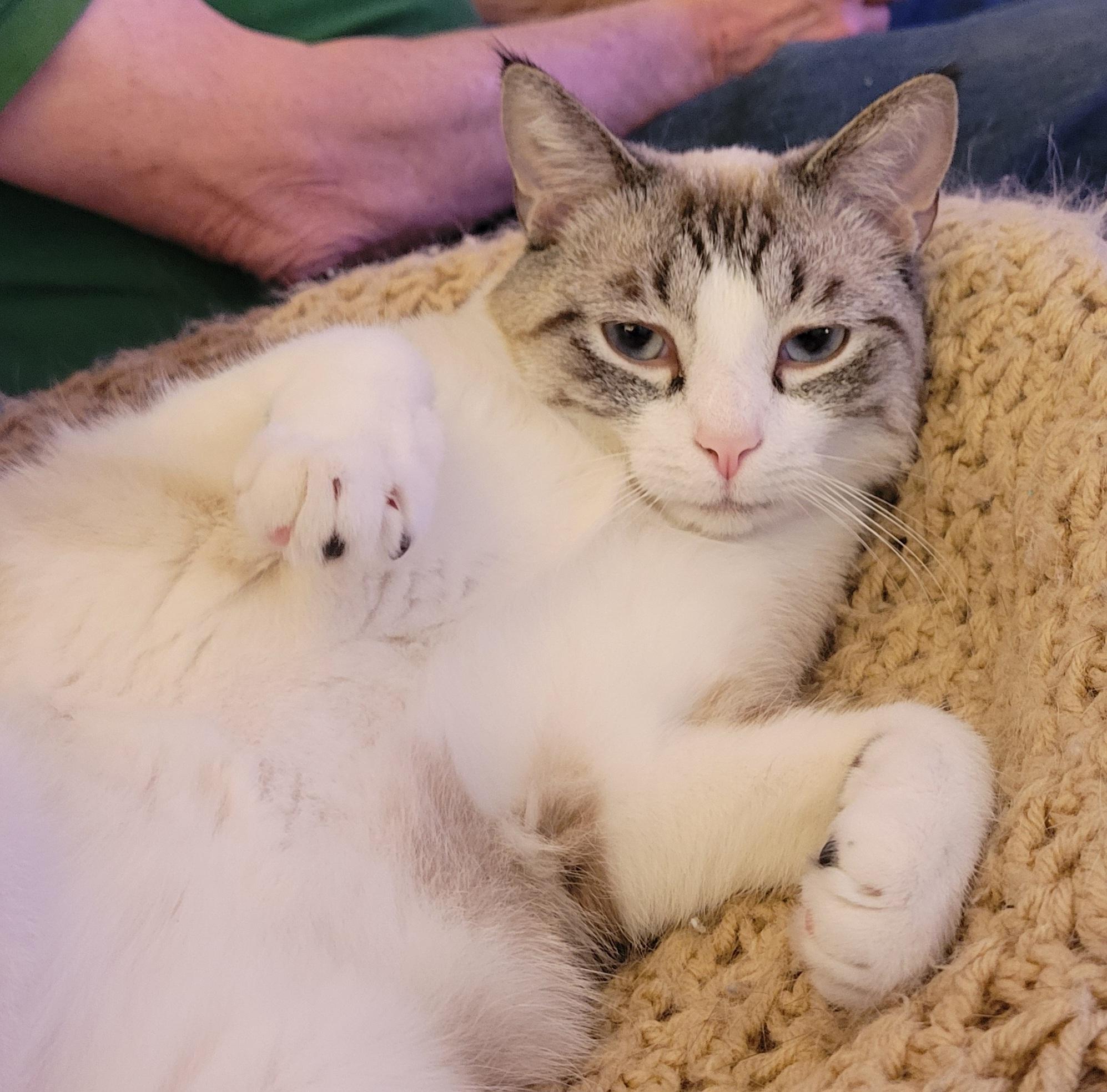 Blue, ADOPTABLE, Adult Male Siamese.
