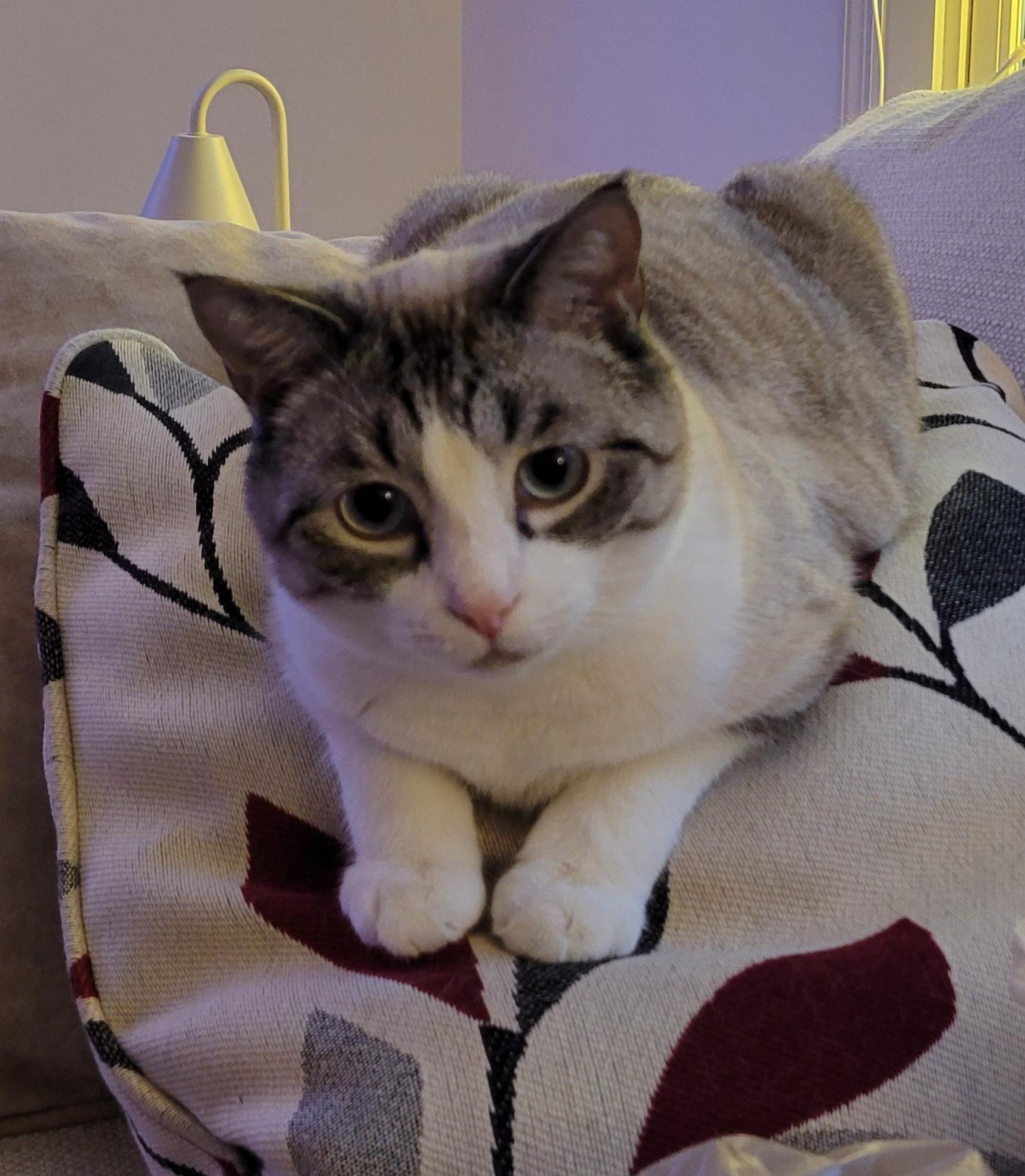 Blue, a ADOPTABLE Siamese in Knoxville, TN image 1/4