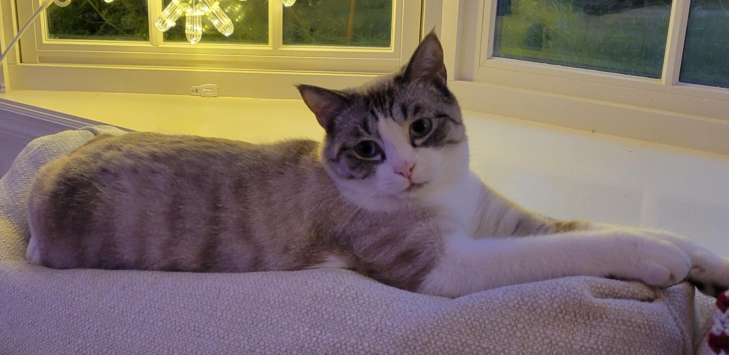 Blue, a ADOPTABLE Siamese in Knoxville, TN image 3/4