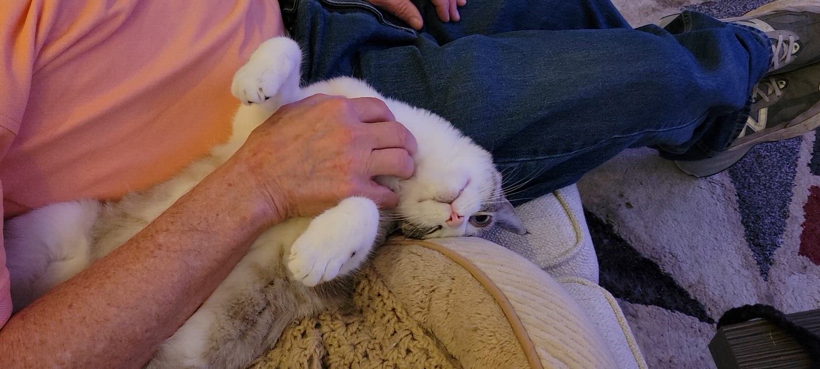 Enlarge Blue, a ADOPTABLE Siamese in Knoxville, TN video 4/4