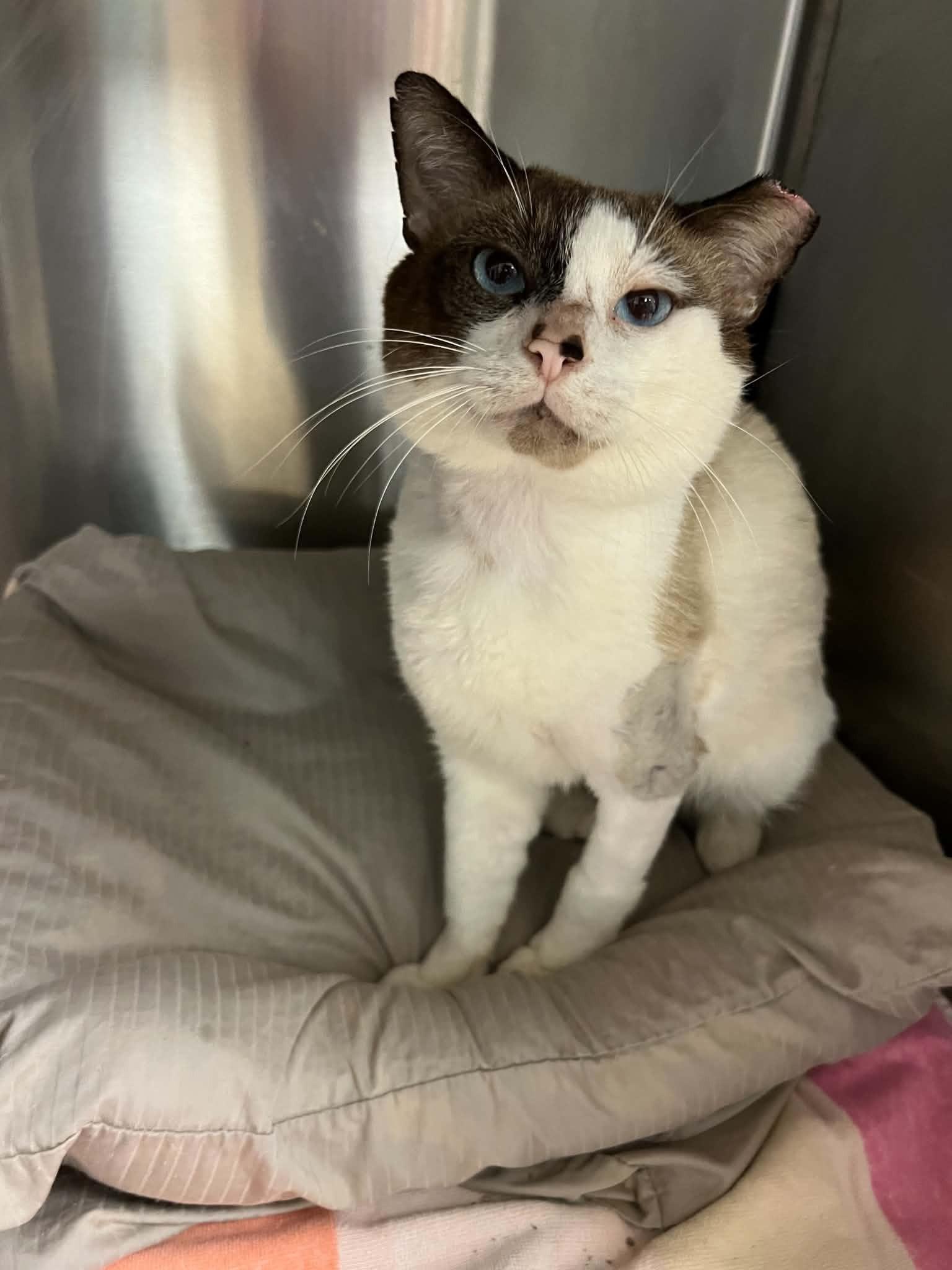 Enlarge Solo, an adopted Snowshoe in West Palm Beach, FL image 1/4
