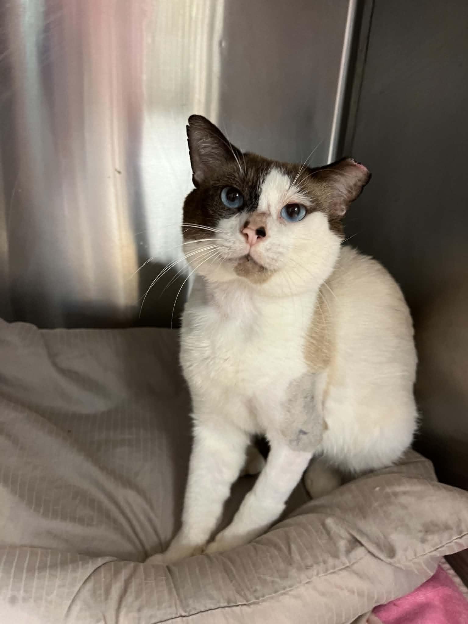 Enlarge Solo, an adopted Snowshoe in West Palm Beach, FL image 4/4