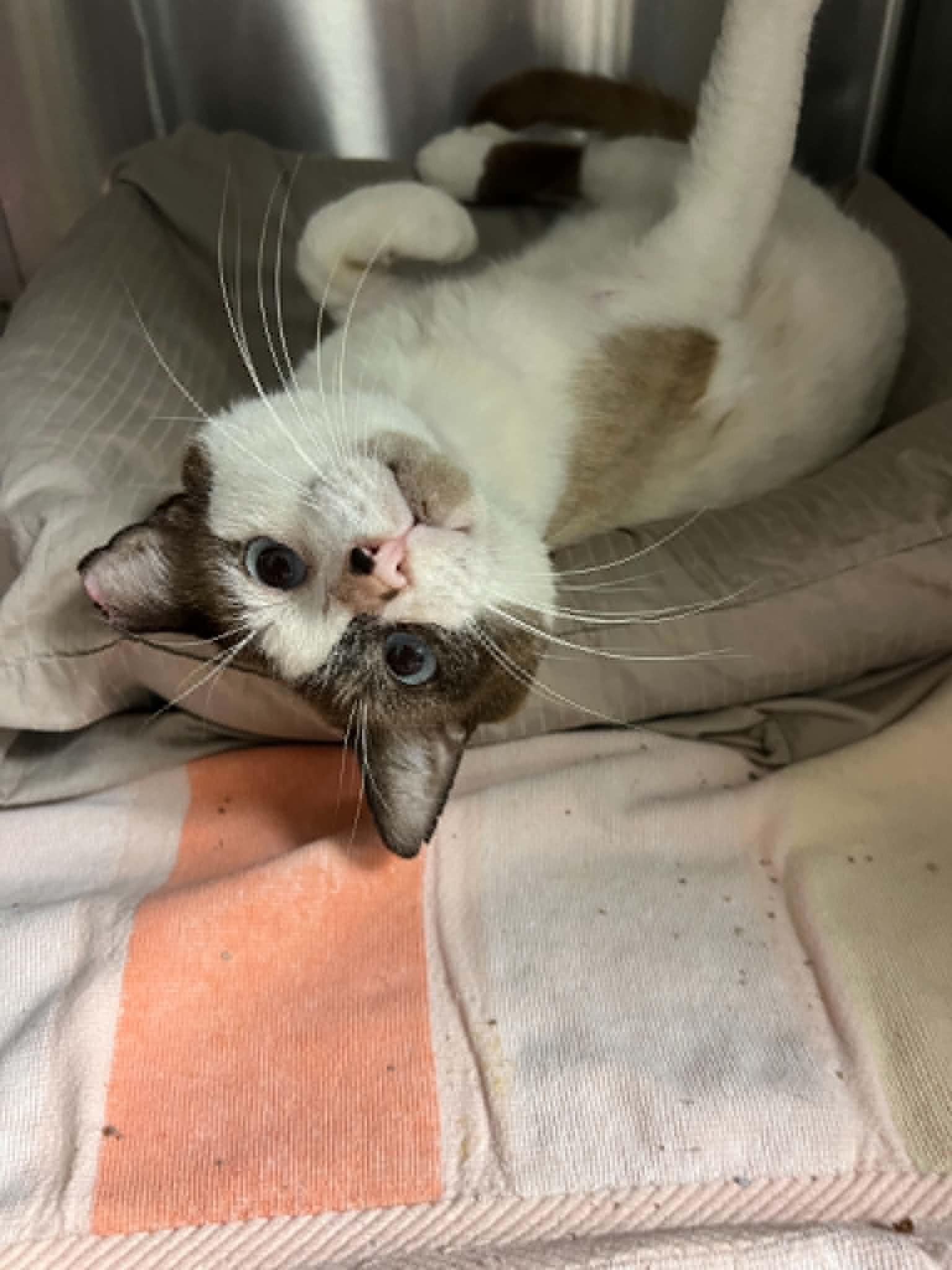 Enlarge Solo, an adopted Snowshoe in West Palm Beach, FL image 3/4