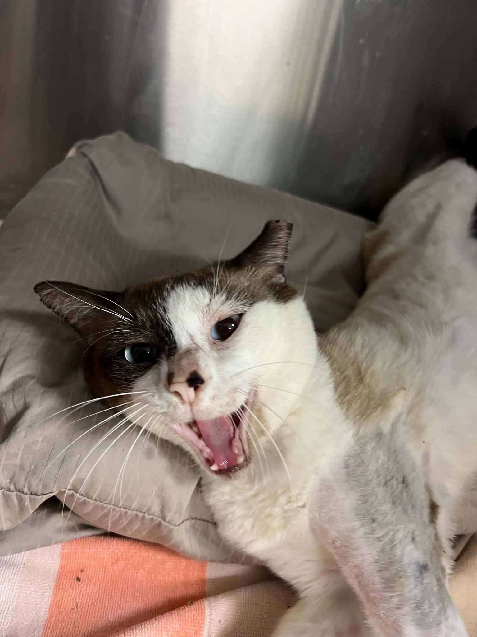 Enlarge Solo, an adopted Snowshoe in West Palm Beach, FL image 2/4