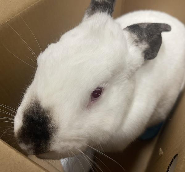 Trixie, Adoptable, Adult Female Californian.
