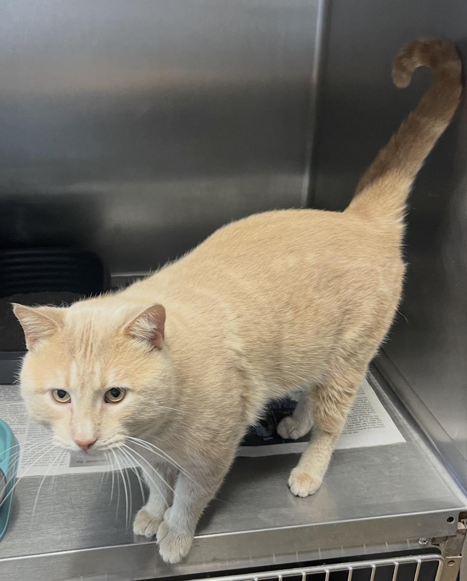 Chunk, ADOPTABLE, Adult Male Domestic Short Hair.