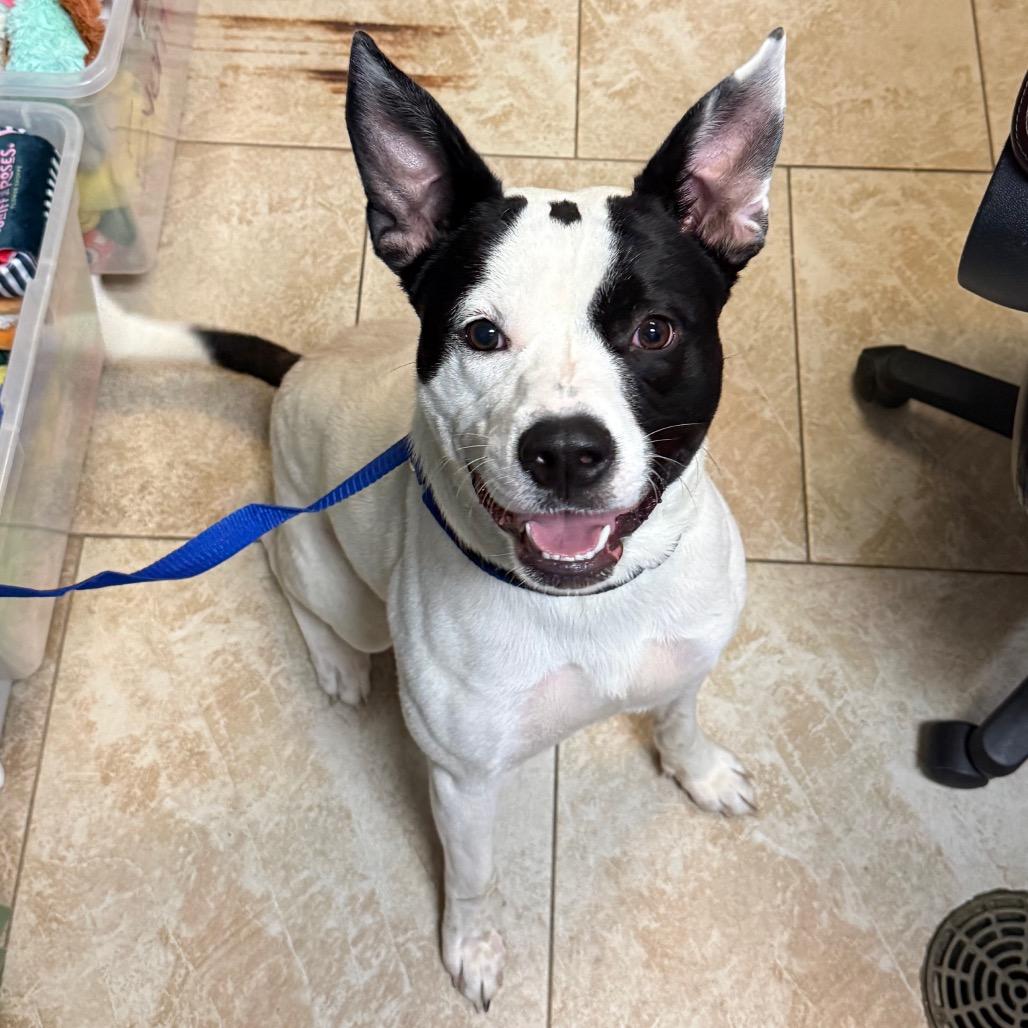 Enlarge Wilbur, a Adoptable mixed breed in Galveston, TX image 1/3