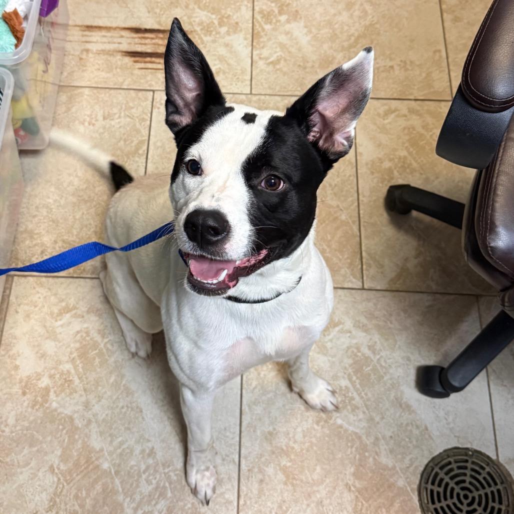 Enlarge Wilbur, a Adoptable mixed breed in Galveston, TX image 2/3