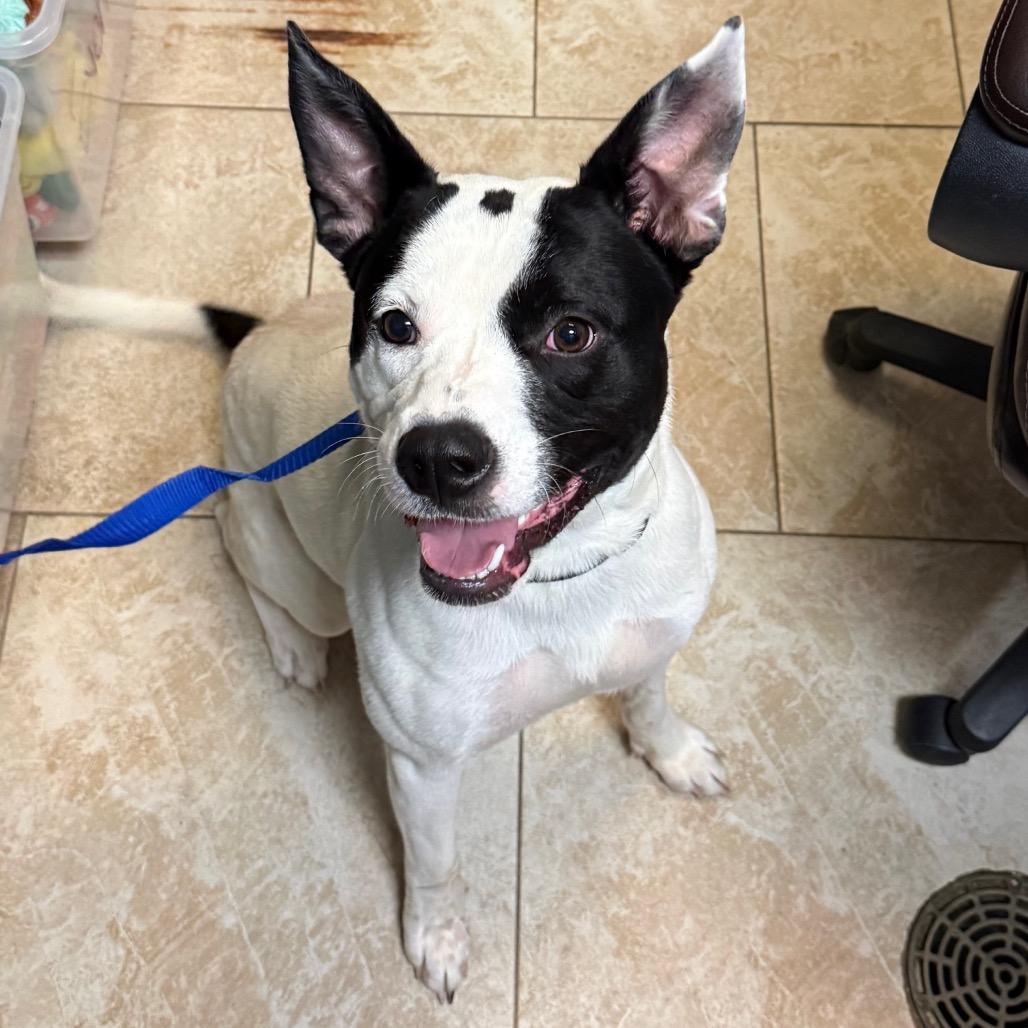 Enlarge Wilbur, a Adoptable mixed breed in Galveston, TX image 3/3