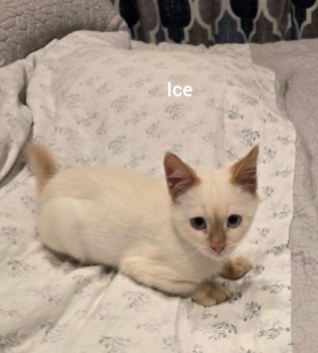 Enlarge Ice (Orlando Fl) HOPE pet, a Adoptable mixed breed in Orlando, FL image 2/2