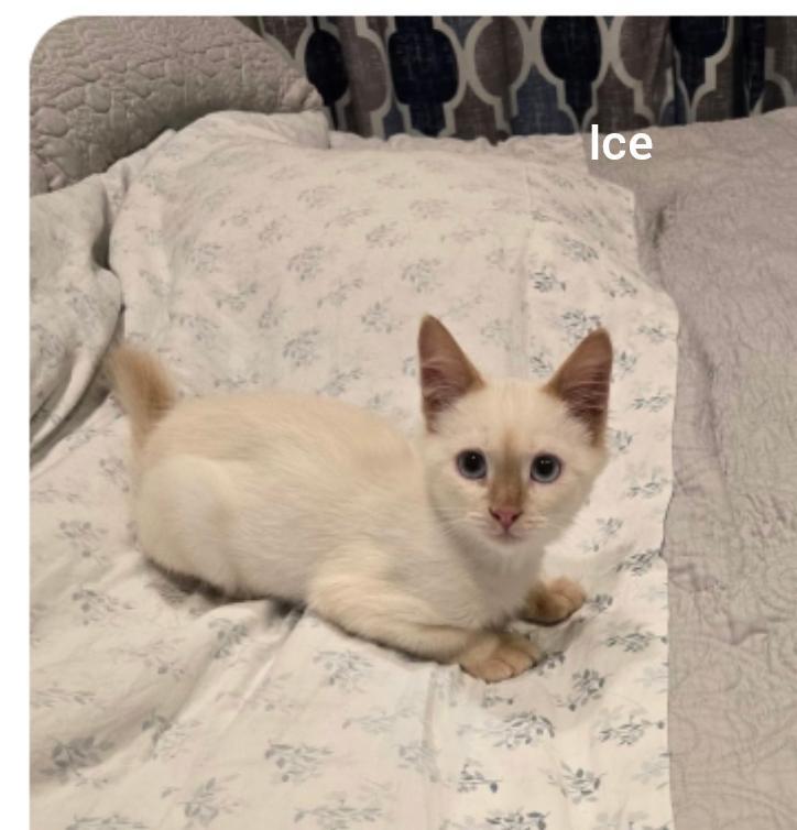 Ice (Orlando Fl) HOPE pet, Adoptable, Kitten Male Siamese.
