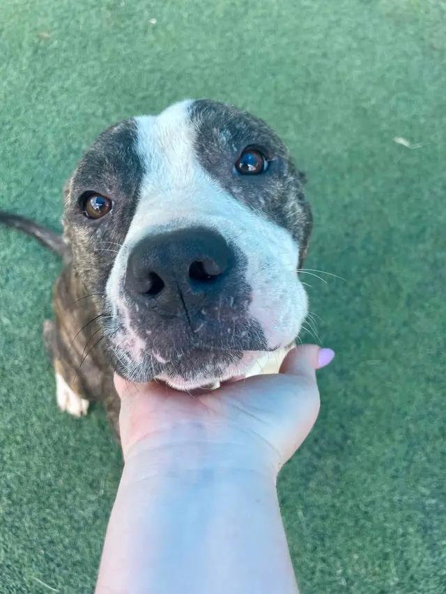 Enlarge Cheerio, a ADOPTABLE mixed breed in Stahlstown, PA image 6/6