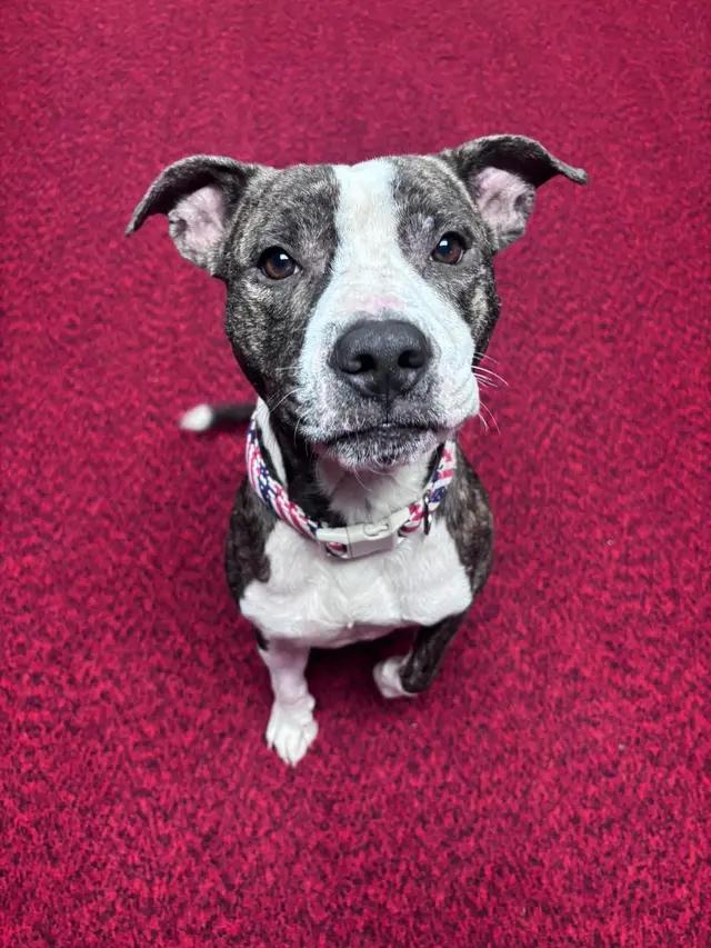 Enlarge Cheerio, a ADOPTABLE mixed breed in Stahlstown, PA image 3/6