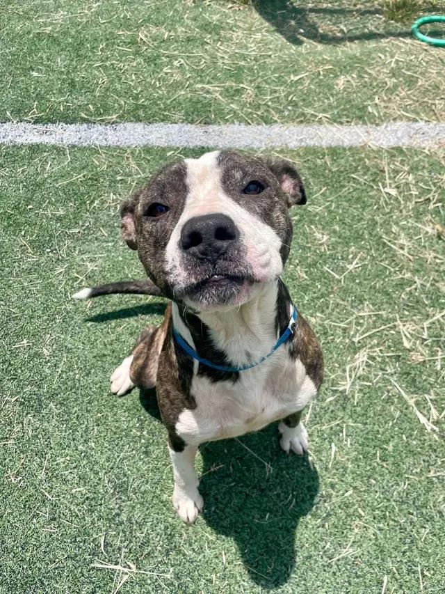 Enlarge Cheerio, a ADOPTABLE mixed breed in Stahlstown, PA image 4/6