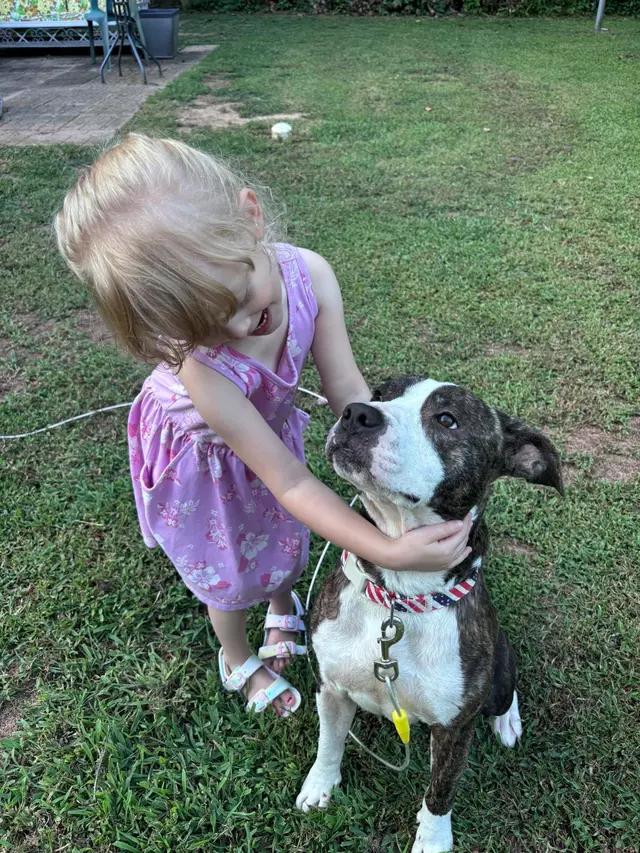 Cheerio, ADOPTABLE, Adult Male American Staffordshire Terrier.